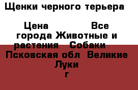 Щенки черного терьера › Цена ­ 35 000 - Все города Животные и растения » Собаки   . Псковская обл.,Великие Луки г.